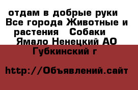 отдам в добрые руки - Все города Животные и растения » Собаки   . Ямало-Ненецкий АО,Губкинский г.